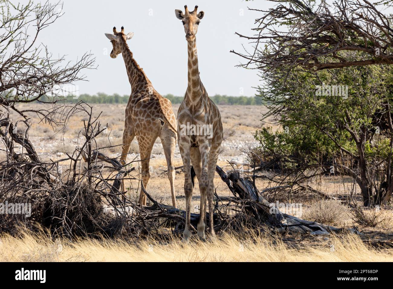 Giraffe (Giraffa), Parco Nazionale Etosha, Namibia Foto Stock