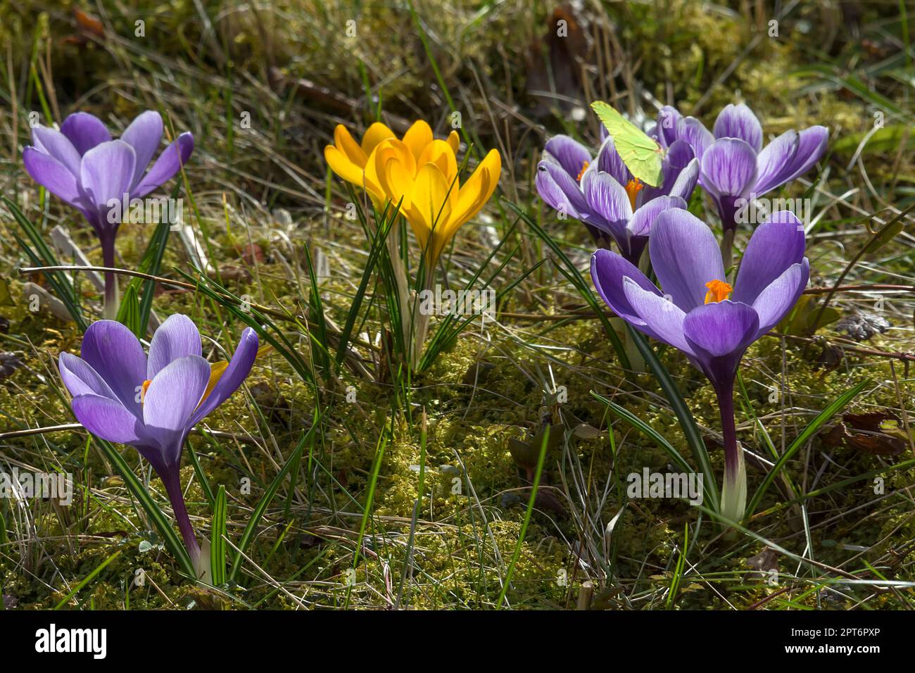 Crocus giardino fiorito (Crocus), Baviera, Germania Foto Stock