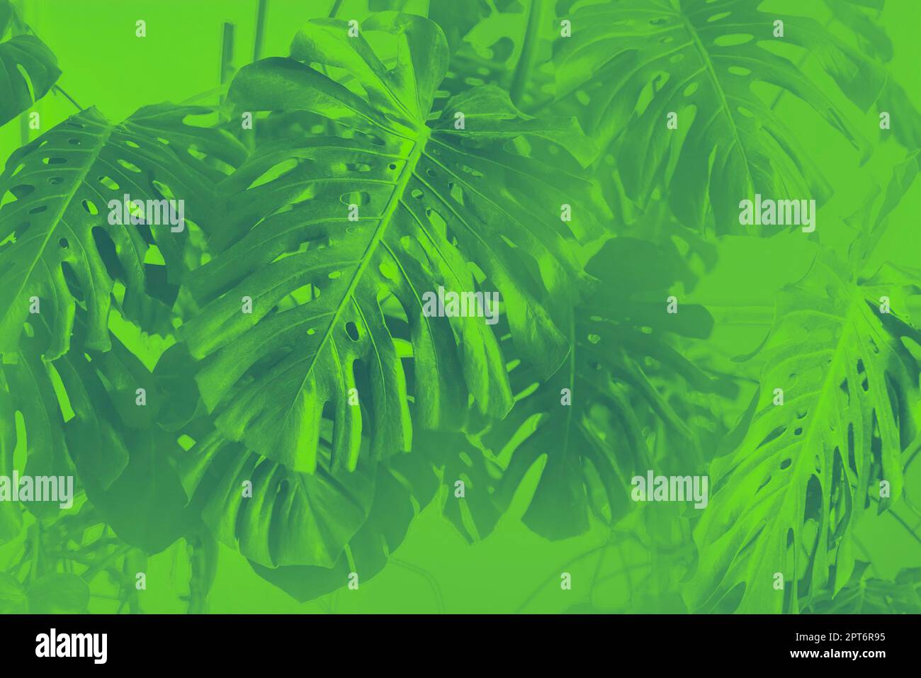 Tropicale giungla verde foglie sfondo, Monstera Deliciosa foglia su muro con neon verde, natura floreale foresta pianta modello concetto sfondo Foto Stock