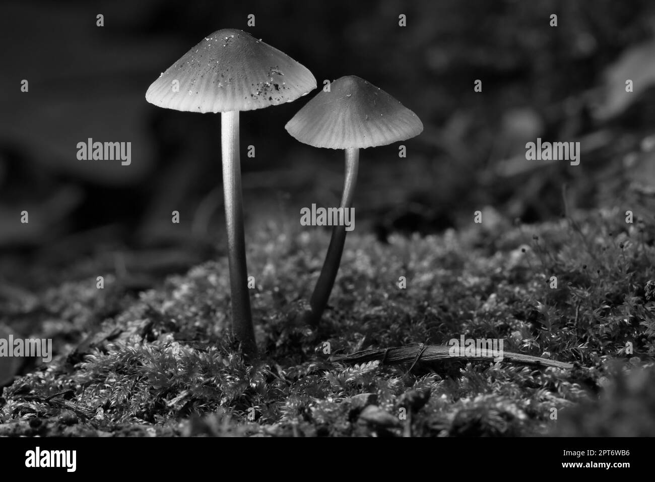 Due piccoli funghi filigrani fotografati in bianco e nero, su muschio con macchia luminosa nella foresta. Pavimento di foresta. Macro scattata dalla natura Foto Stock