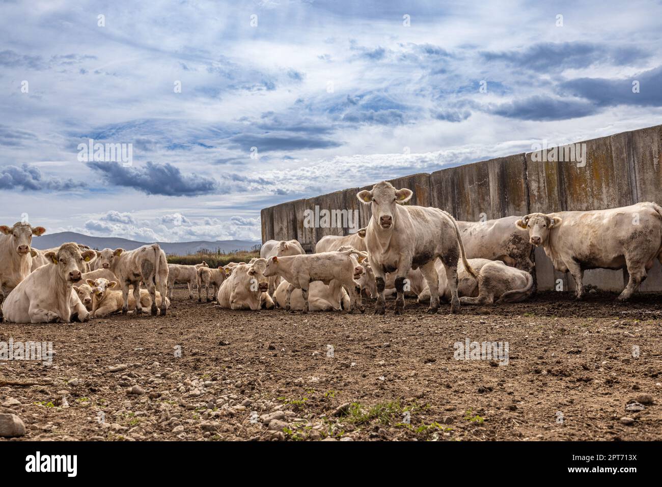 Charolais bovini bovini e vitelli in una fattoria. Bovini di razza francese Foto Stock
