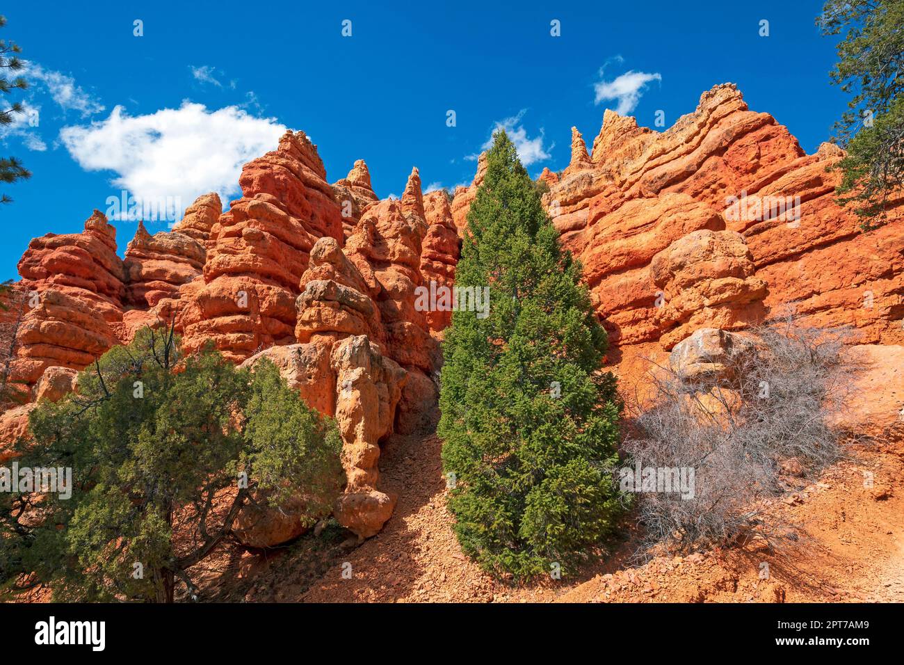 Panorama del Red Canyon sul Pink Ledges Trail nello Utah Foto Stock