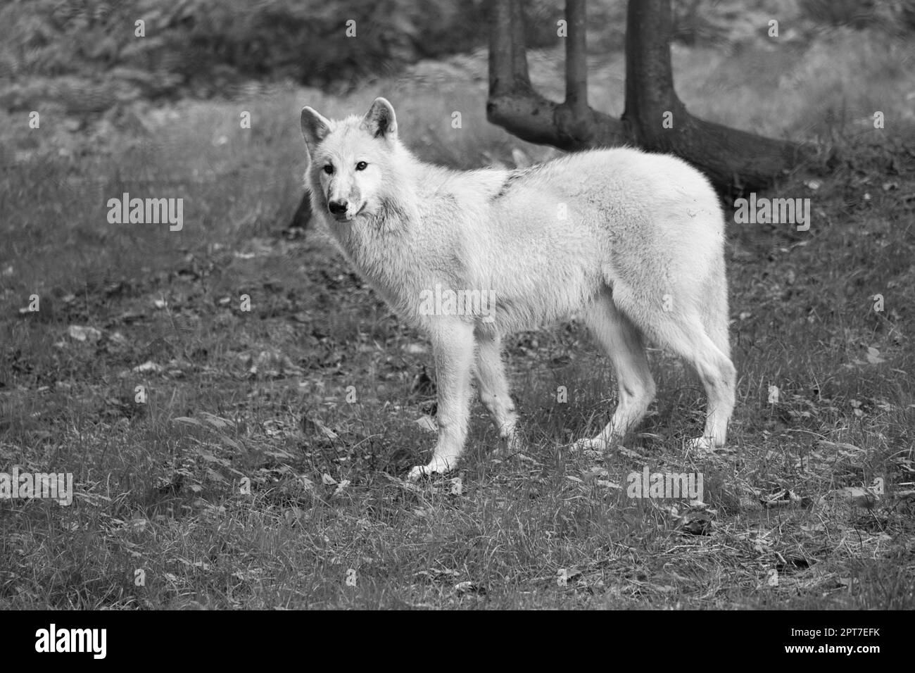 Giovane lupo bianco, in bianco nero preso nel parco del lupo Werner Freund. Il parco dei lupi si trova a Merzig, in Saarland, dove i predatori possono essere più oscure Foto Stock