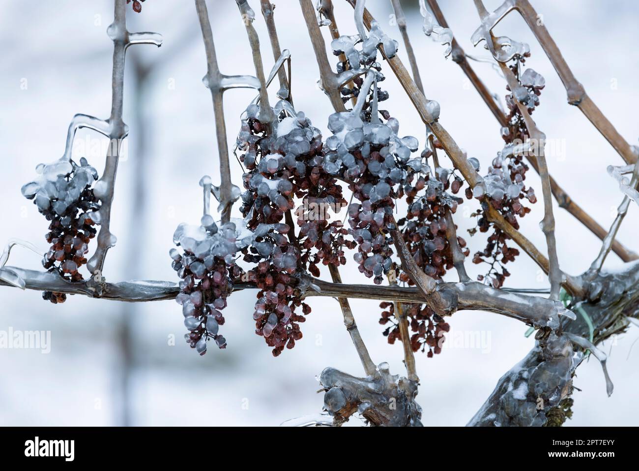 Le uve sono rimaste per la produzione di vino ghiacciato, Moravia meridionale, Repubblica Ceca Foto Stock