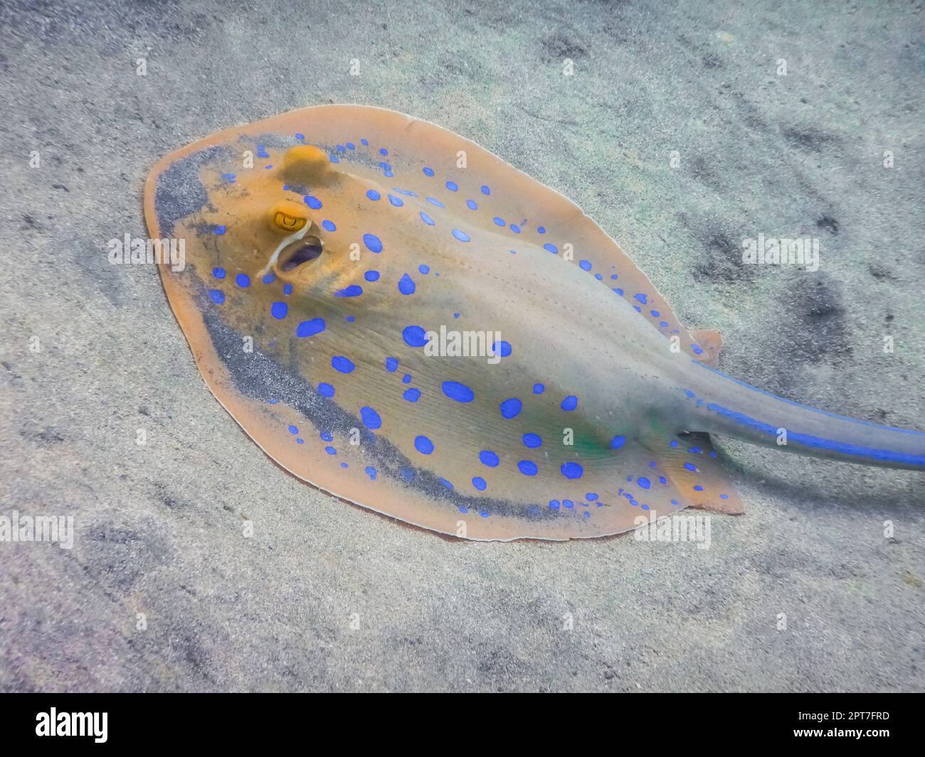 stingray macchiato blu si trova sul fondale sabbioso profondo nel mare rosso in vacanza Foto Stock