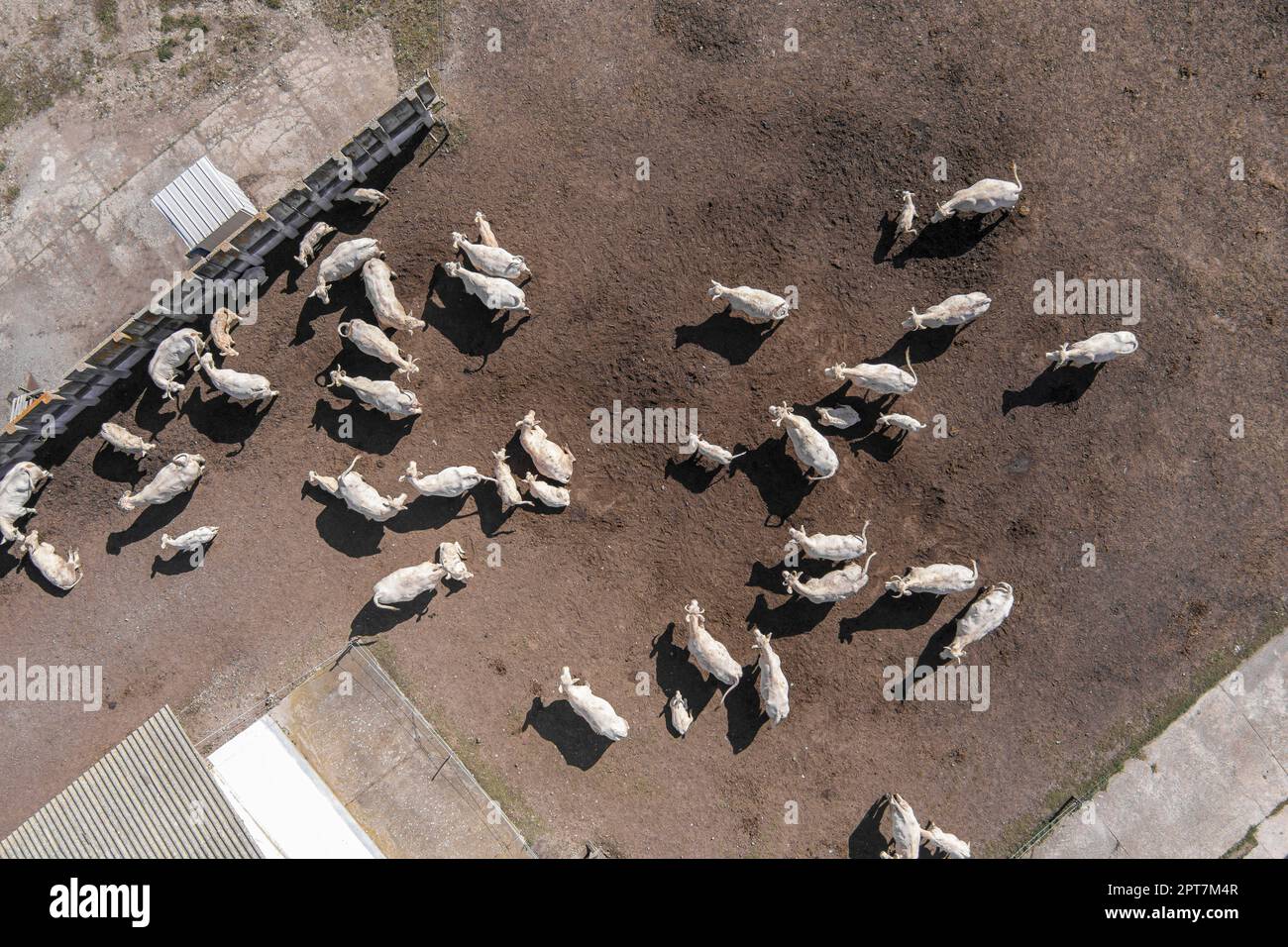Cowshed con mucche vicino alla fattoria, vista aerea. Fattoria di bestiame bovino Foto Stock
