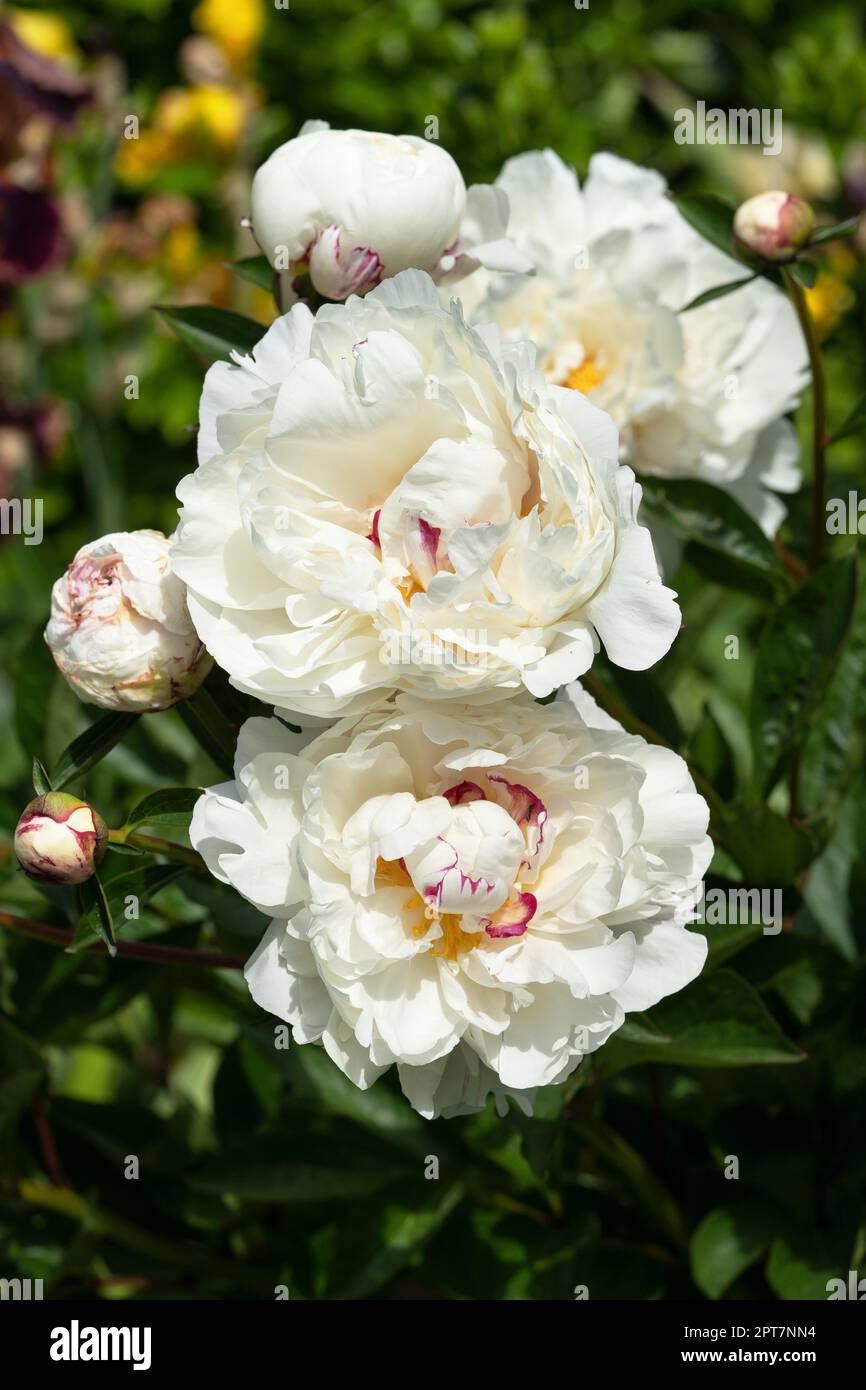 Primo piano immagine di Peonia (Paeonia lactiflora), fiori d'estate Foto Stock