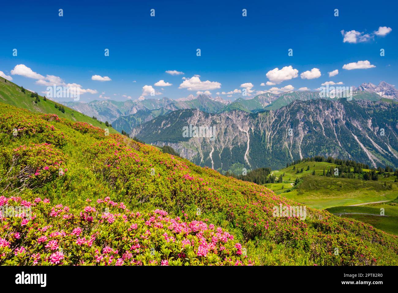 Fiore di rosa alpino, panorama da Fellhorn, dietro di esso le Alpi Allgaeu, Allgaeu, Baviera, Germania Foto Stock
