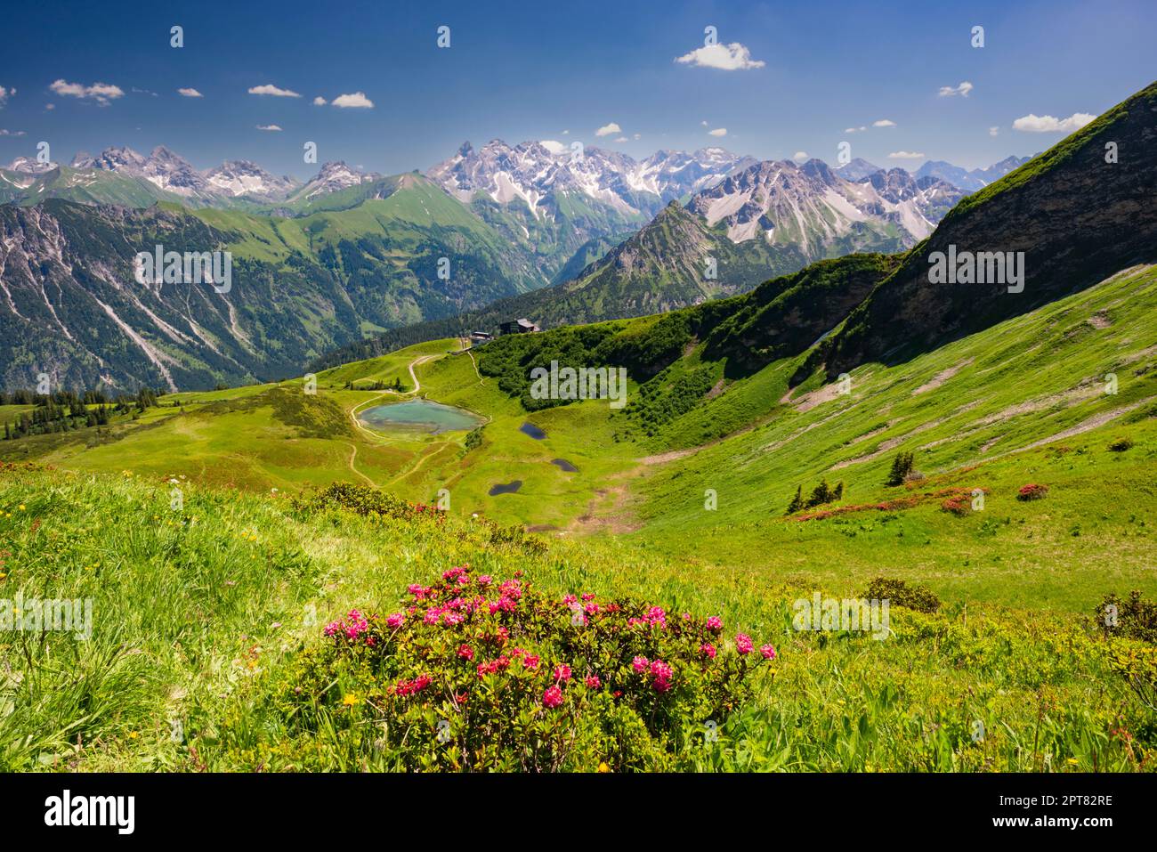 Fiore di rose alpine, panorama da Fellhorn su Schlappoldsee e la stazione di Fellhornbahn fino alla cresta centrale delle Alpi dell'Allgaeu Foto Stock