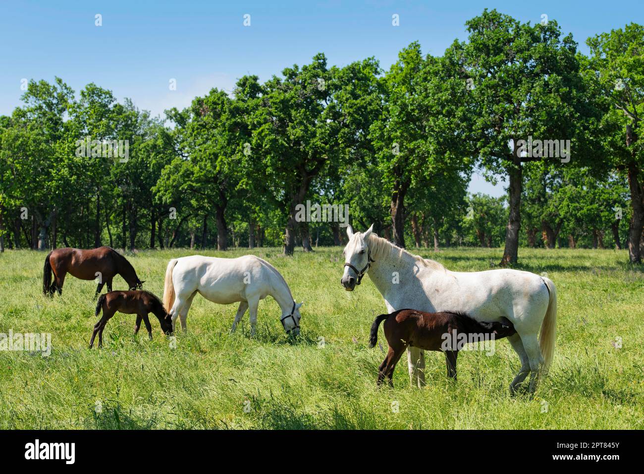 Cavalli Lipizzaner, farete e nemici nel pascolo, allevamento Lipica, Carso, Slovenia Foto Stock