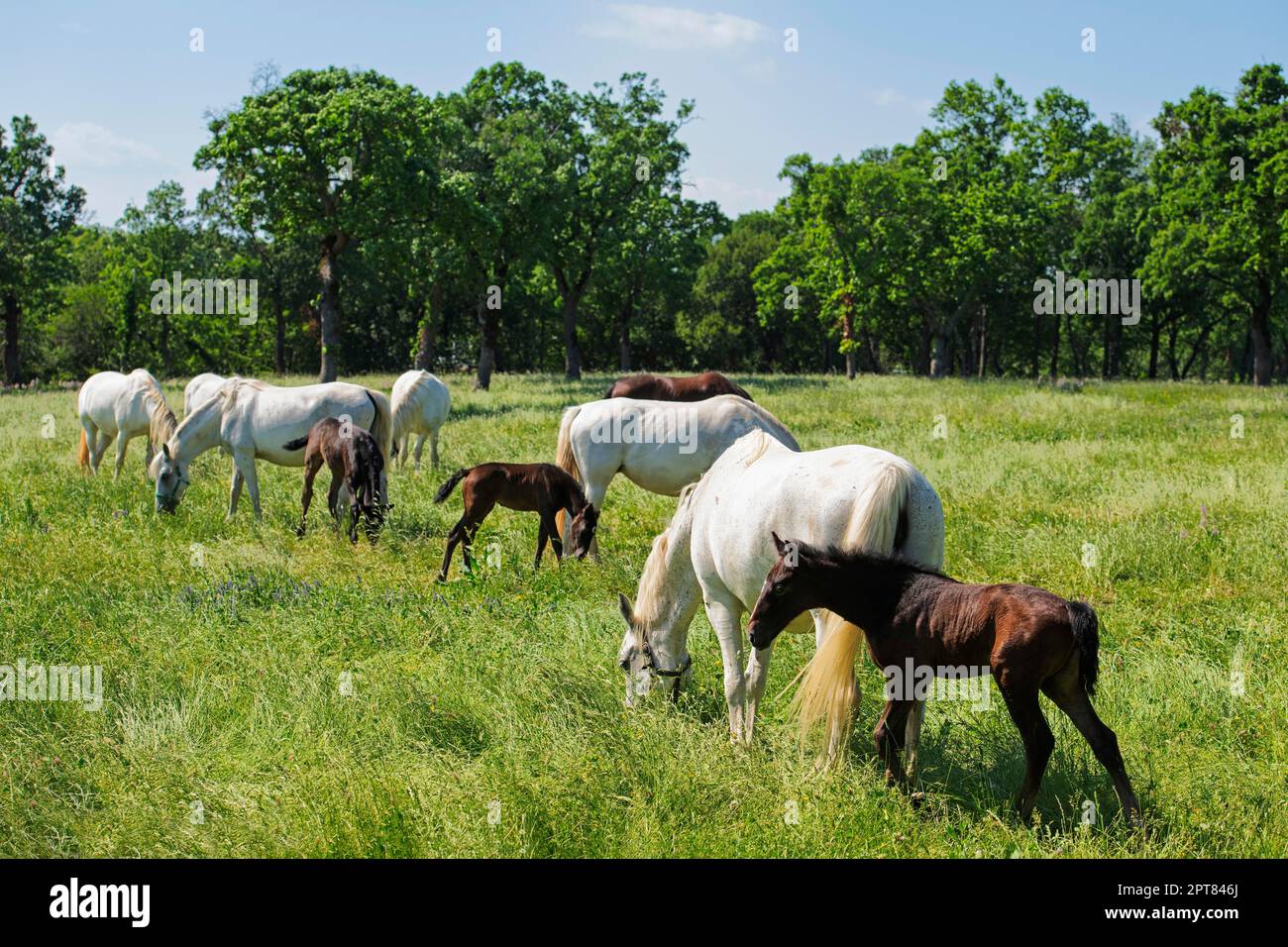 Cavalli Lipizzaner, farete e nemici nel pascolo, allevamento Lipica, Carso, Slovenia Foto Stock