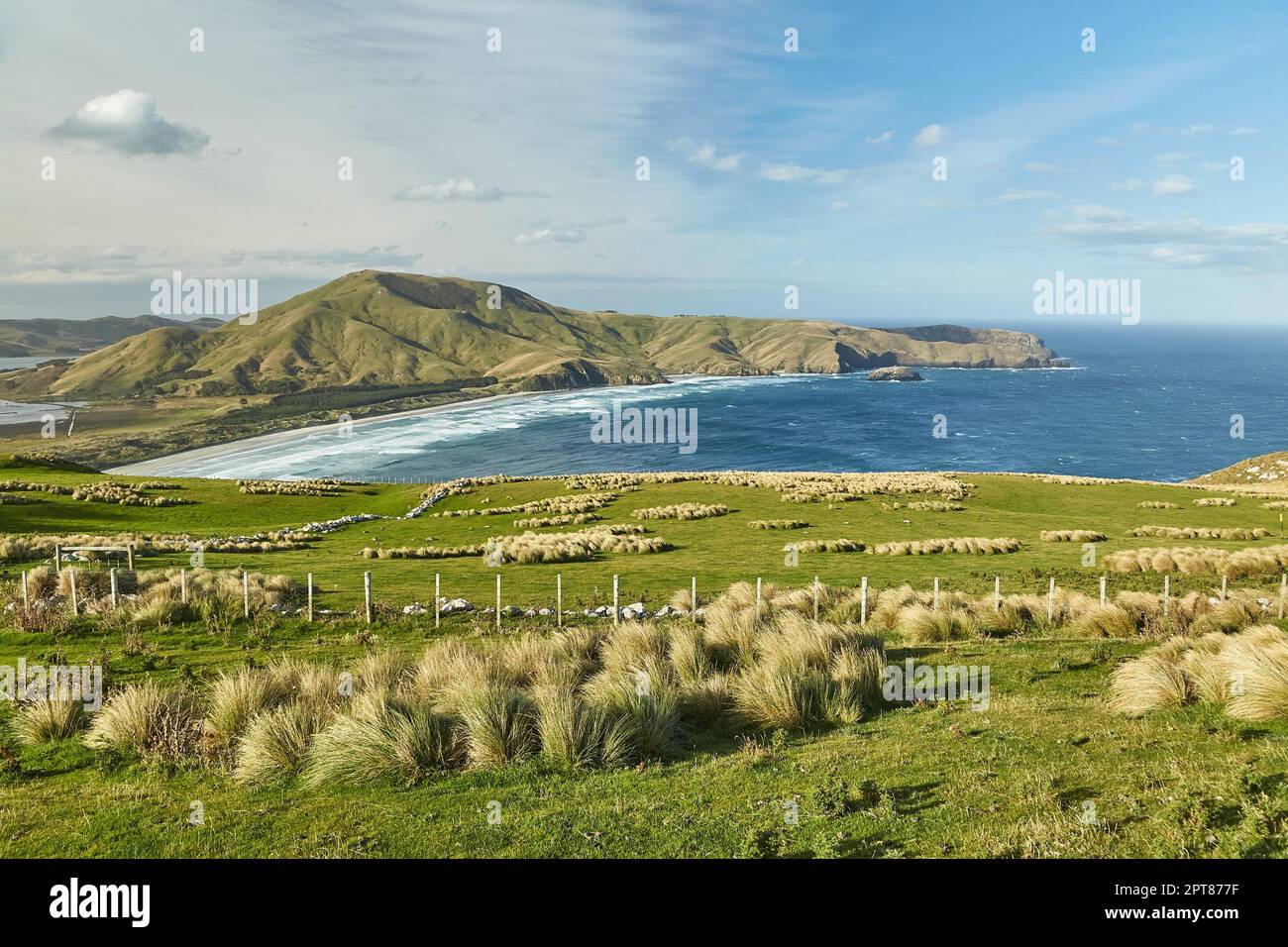 Verdi colline con erba fresca su Motutapu island Foto Stock