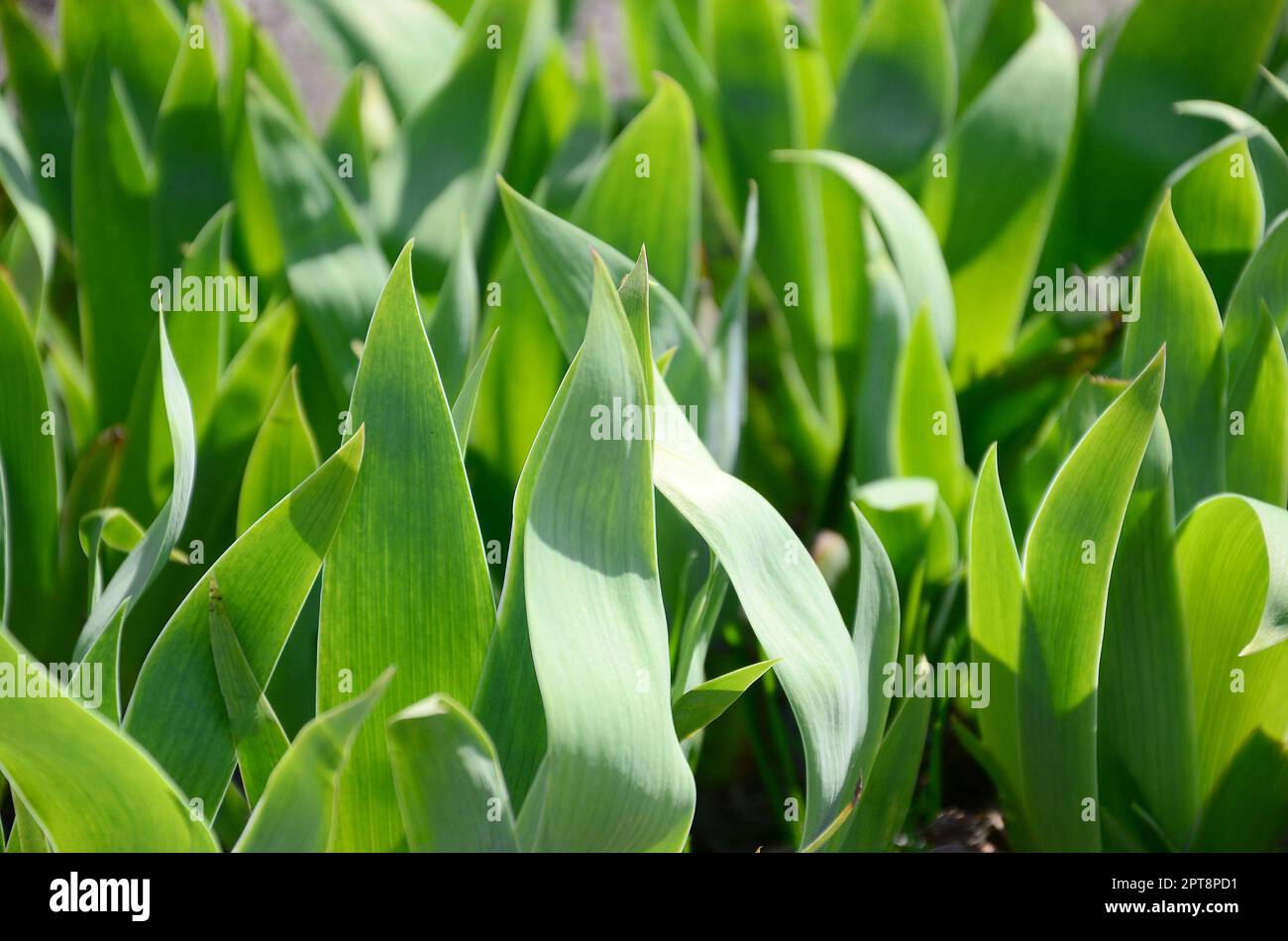 Un sacco di gambi verdi che crescono nel giardino Foto Stock