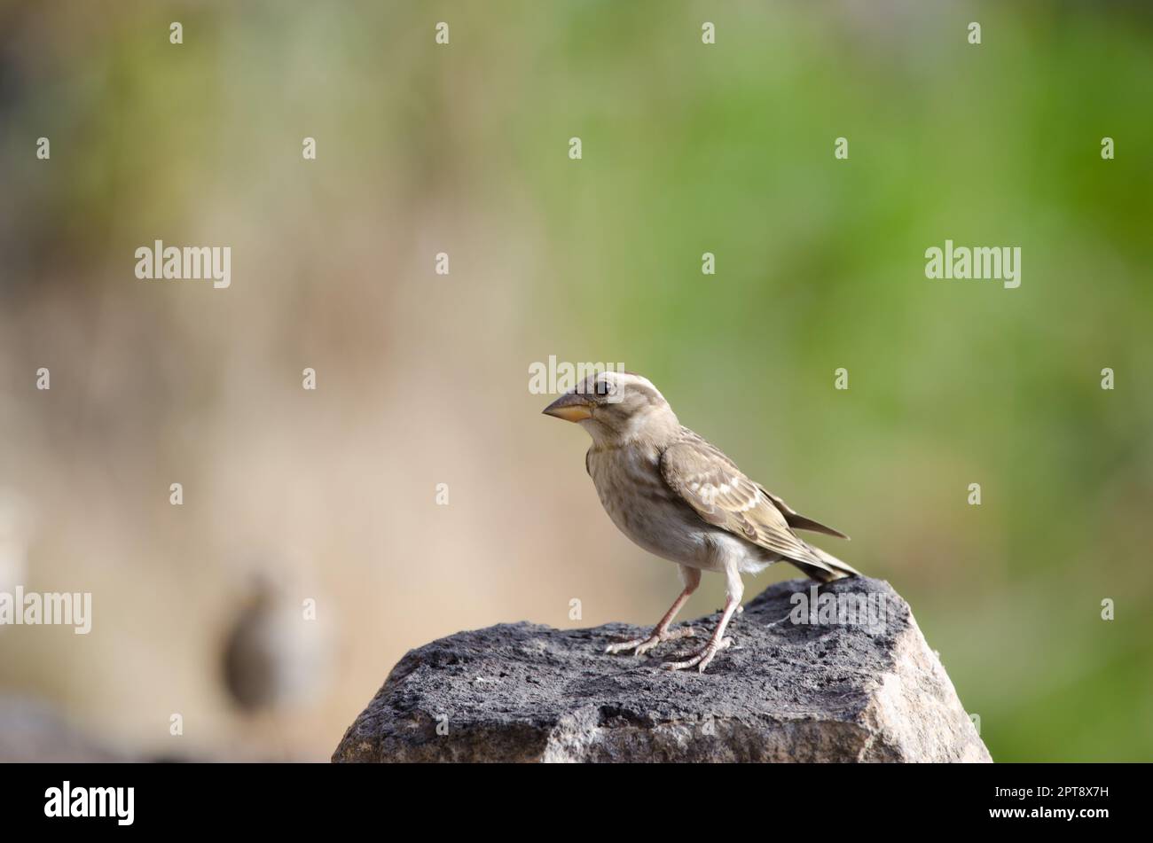 Passero di roccia Petronia petronia. Giovani. El Toscon. Il Parco Rurale di Nublo. Tejeda. Gran Canaria. Isole Canarie. Spagna. Foto Stock