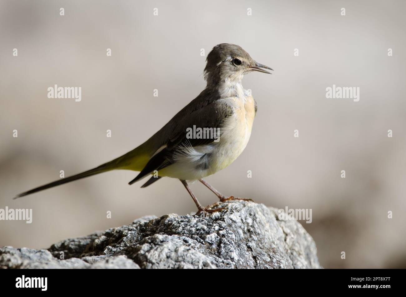 Vagone grigio Motacilla cinerea canariensis chiamata. El Toscon. Il Parco Rurale di Nublo. Tejeda. Gran Canaria. Isole Canarie. Spagna. Foto Stock