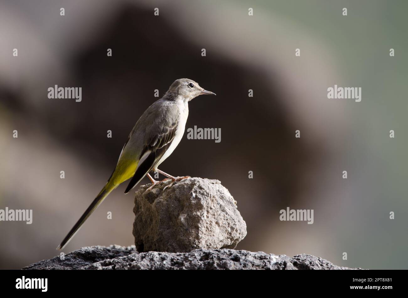 Vagone grigio Motacilla cinerea canariensis. El Toscon. Il Parco Rurale di Nublo. Tejeda. Gran Canaria. Isole Canarie. Spagna. Foto Stock