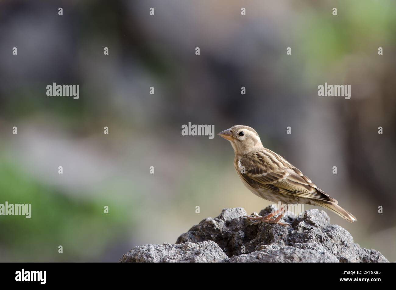 Passero di roccia Petronia petronia. El Toscon. Il Parco Rurale di Nublo. Tejeda. Gran Canaria. Isole Canarie. Spagna. Foto Stock