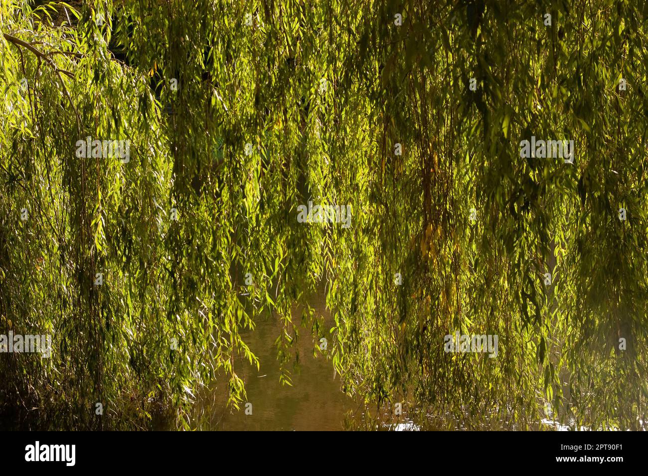 rami di salice verde bagnano in acqua Foto Stock