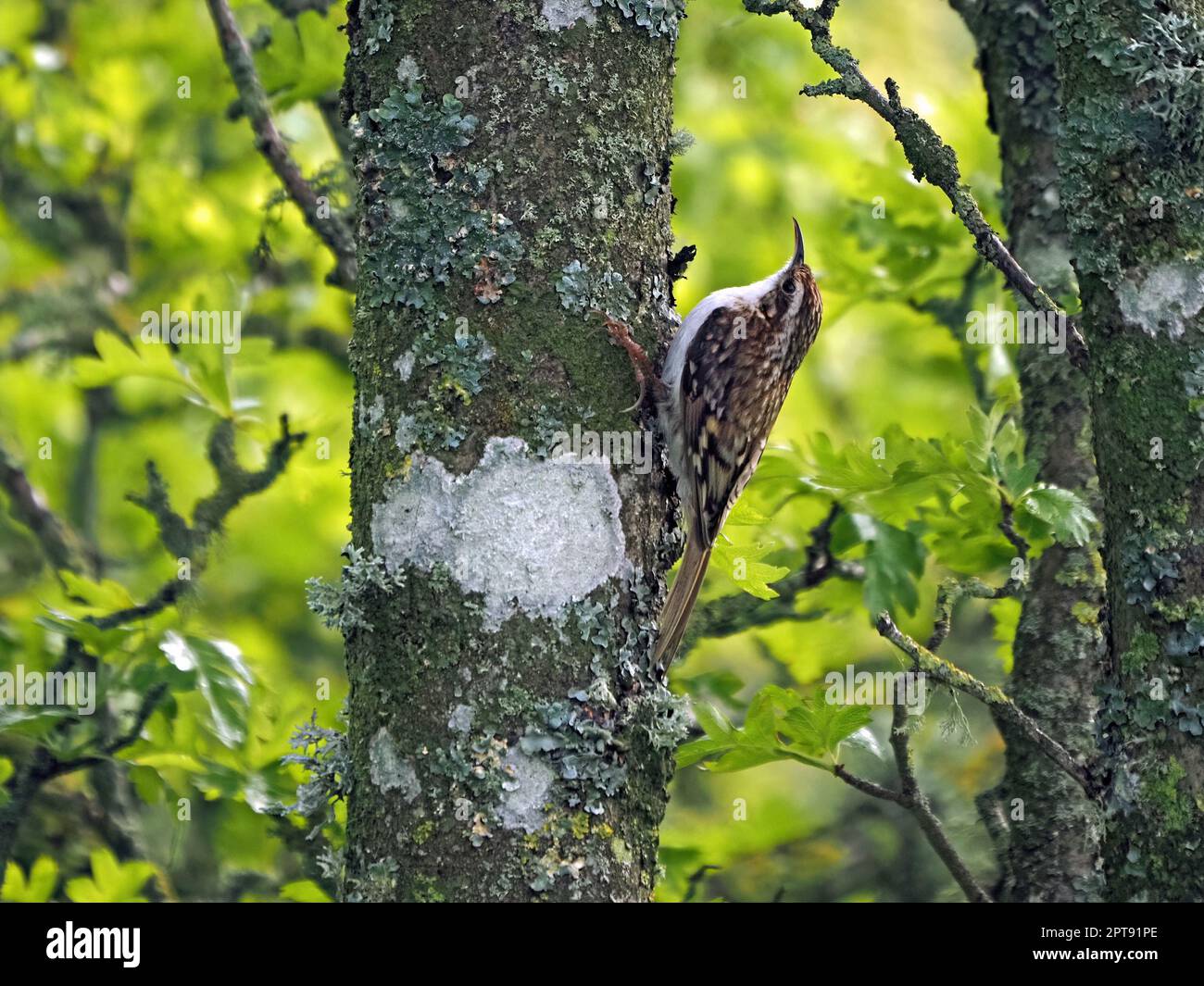 Albero superriduttore (Certhia familiaris) con cryptic, piumaggio sul tronco incrostato di lichene di albero di biancospino (Crataegus monogyna) Cumbria, Inghilterra, UK Foto Stock