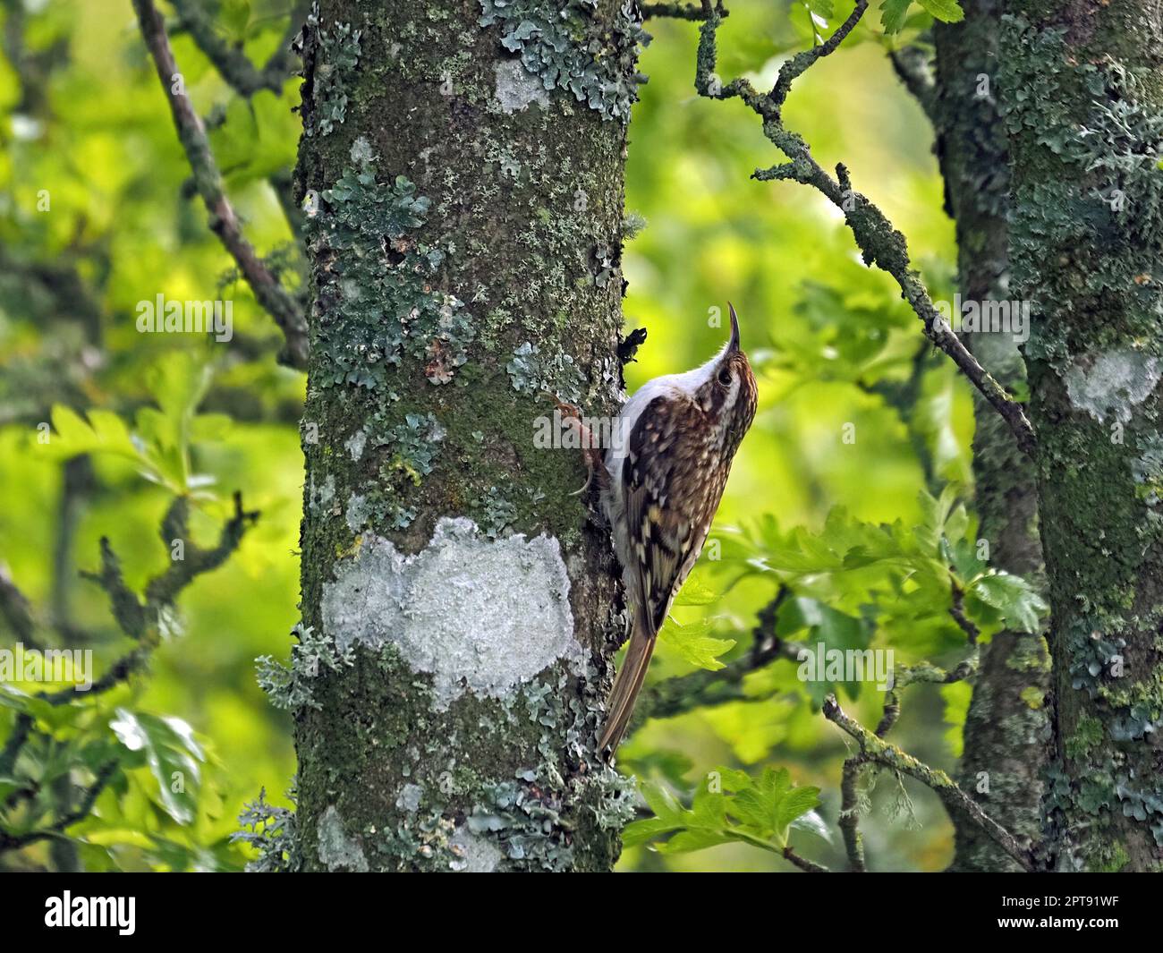 Albero superriduttore (Certhia familiaris) con cryptic, piumaggio sul tronco incrostato di lichene di albero di biancospino (Crataegus monogyna) Cumbria, Inghilterra, UK Foto Stock