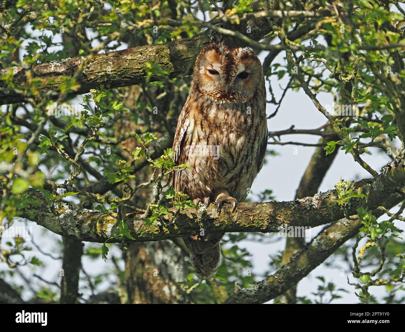 Gufo di Tawny Watchful (Strix aluco) con piumaggio criptico a rostro in albero di biancospino in Cumbria, Inghilterra, Regno Unito Foto Stock