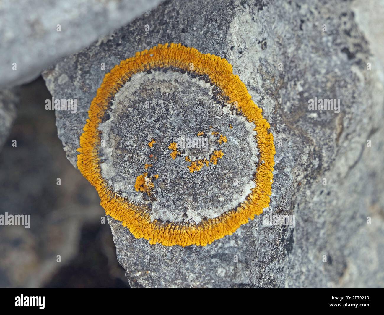 Anello circolare giallo brillante di lichene su calcare in Cumbria, Inghilterra , Regno Unito Foto Stock