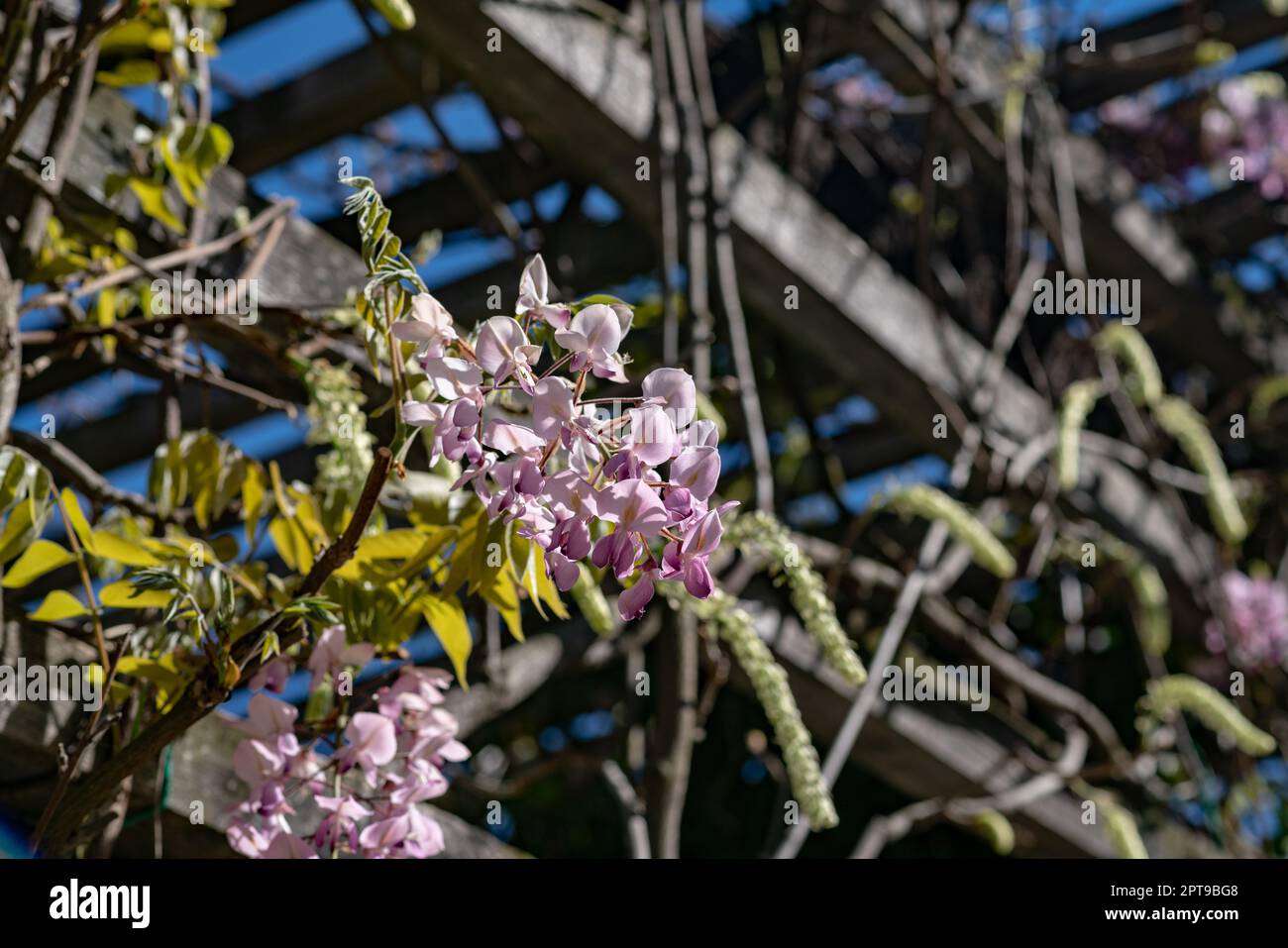 Glicine con petali rosa fa parte della famiglia delle Papilionacee di origine asiatica, nei parchi crea un romantico sfondo fiorito. Foto Stock