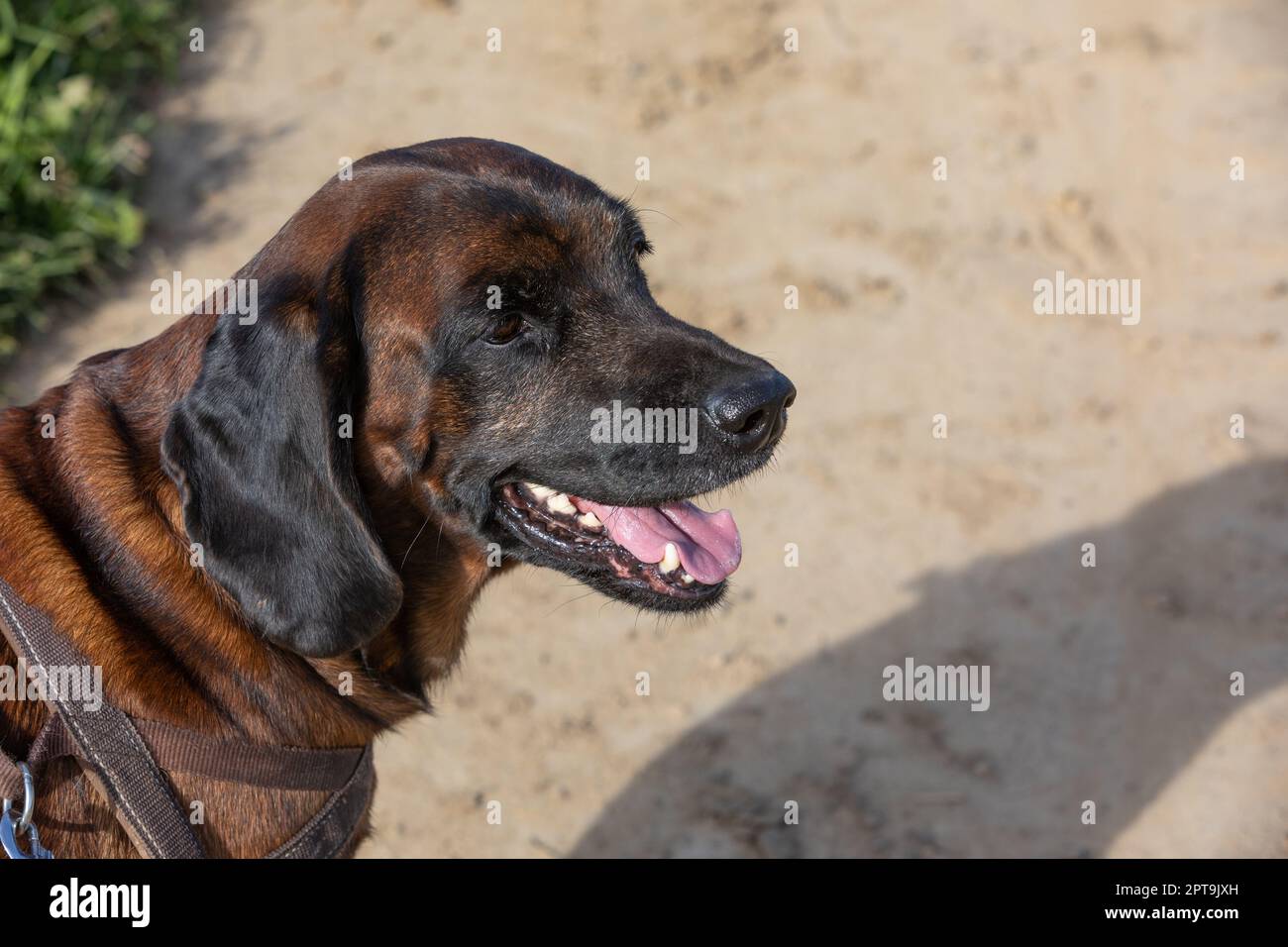 ritratto di un cane di montagna bavarese a bocca aperta Foto Stock