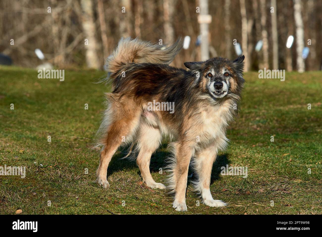 il cane da cortile è in piedi sul prato. Foto di alta qualità Foto Stock