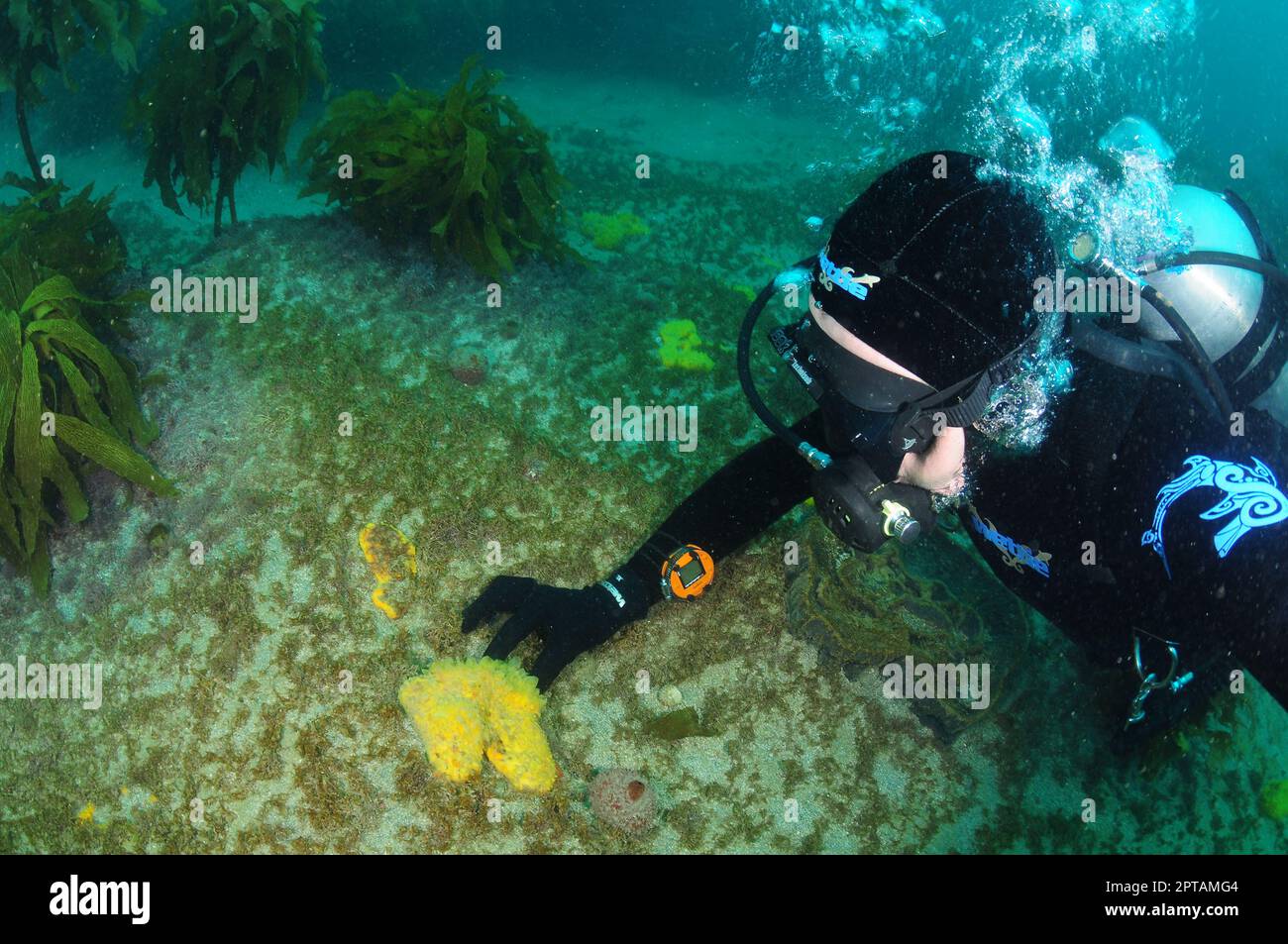 Subacqueo che esamina la spugna gialla del capezzolo sul fondo roccioso piatto del mare. Location: Italy Foto Stock