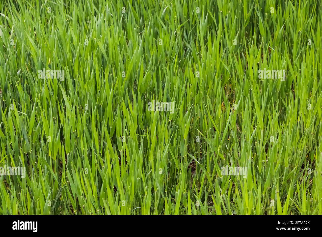 Chiudere fino superficie di erba verde su un prato su una soleggiata giornata estiva Foto Stock