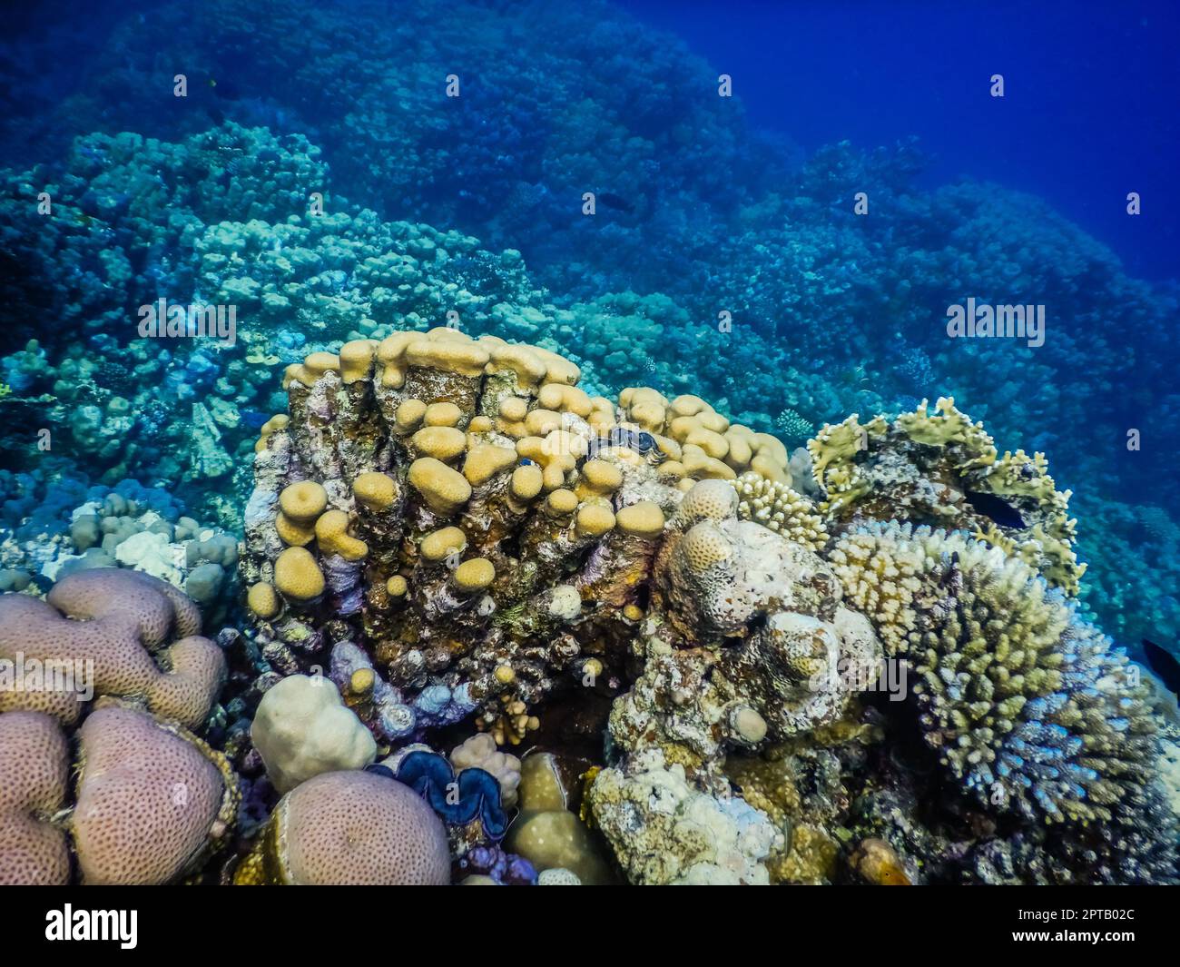 molti coralli diversi mentre si tuffano in acqua di mare chiaro in egitto Foto Stock