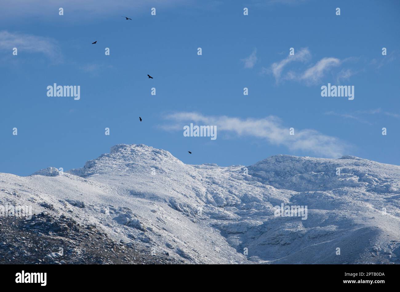 Gli avvoltoi salgono sulle cime innevate della Sierra de Gredos. La Garganta, Valle Ambroz, Estremadura, Caceres, Spagna Foto Stock