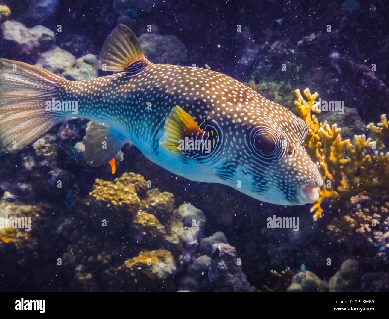 pesce puffer bianco macchiato che si trova vicino alla barriera corallina in egitto Foto Stock