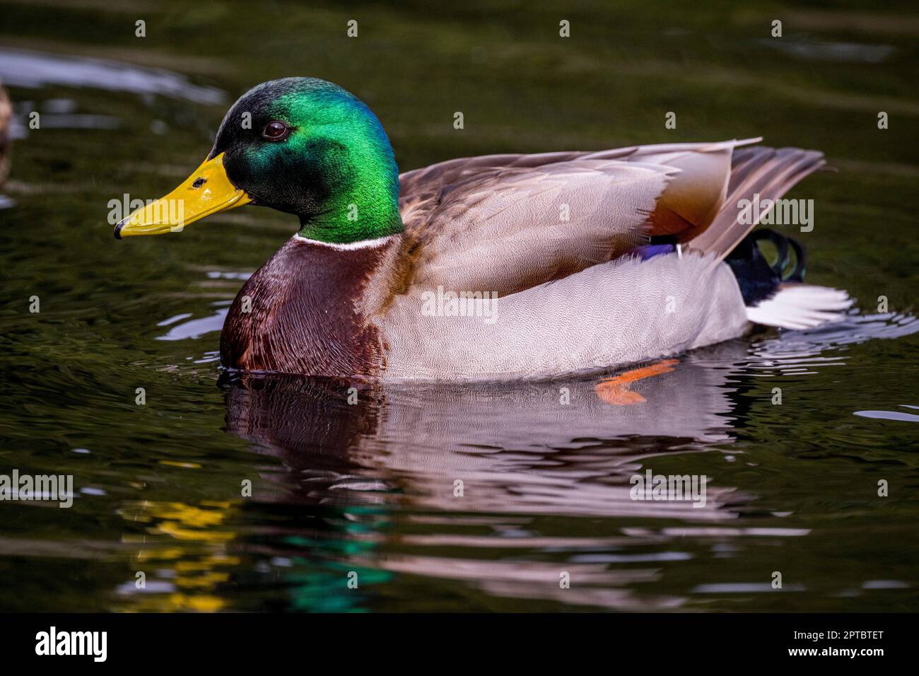 Un'anatra di Mallard (Anas platyrhynchos) nuota sul lago giallo, Sammamish, King County, Washington state, USA. Foto Stock