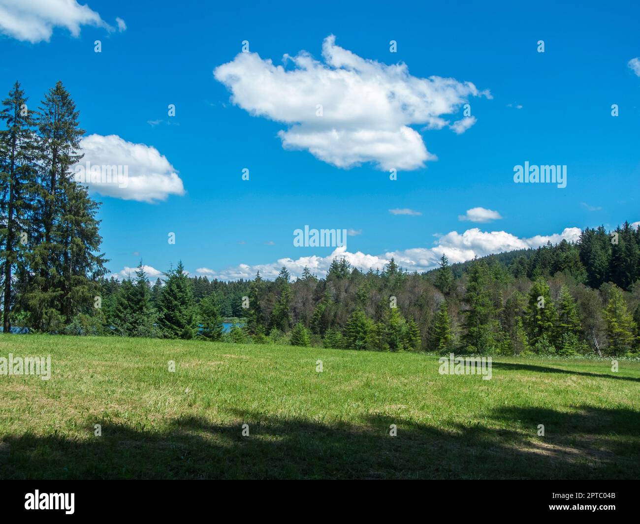 Landschaftsansicht in Bayern mit Gras im Vordergrund Wald und Weiher im Hintergrund vor blauen Himmel mit kleinen weißen wolken im Sommer. Foto Stock