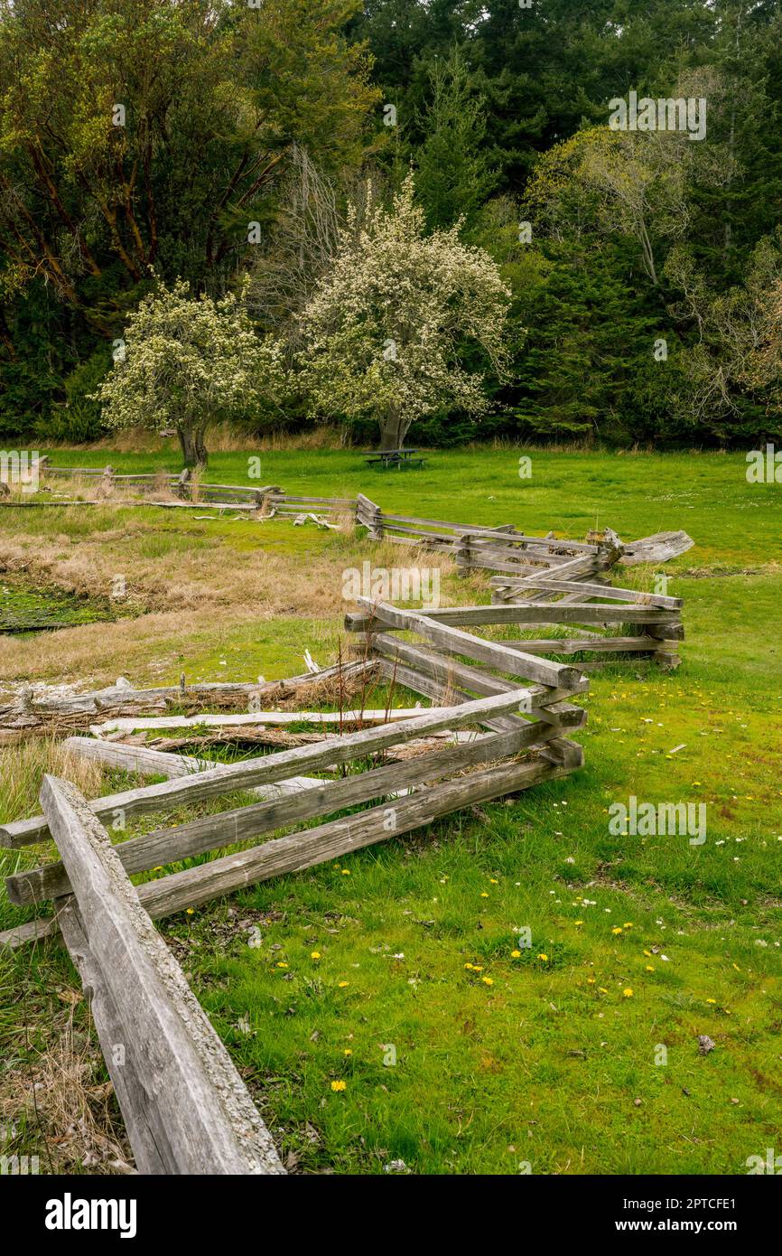 Un recinto a zig-zag su rotaia divisa e alberi di melo fioriti al campo Inglese, un Parco storico Nazionale sull'Isola di San Juan nelle Isole San Juan a Wash Foto Stock