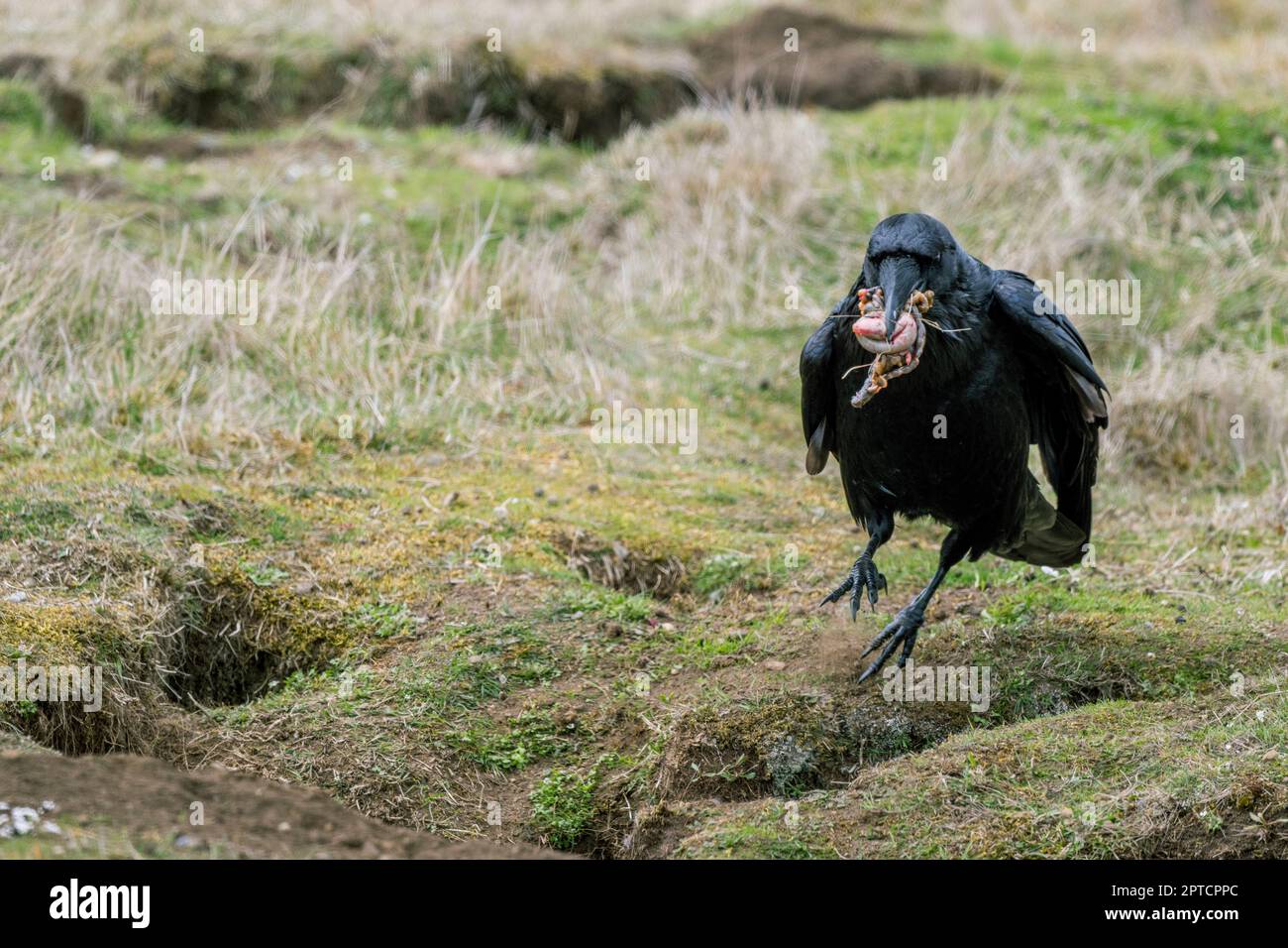 Un corvo comune sta pulendo l'area della fossa rossa, rimuovendo le budelle di coniglio alla fossa nel campo americano (San Juan Island National Historical Park) su Foto Stock