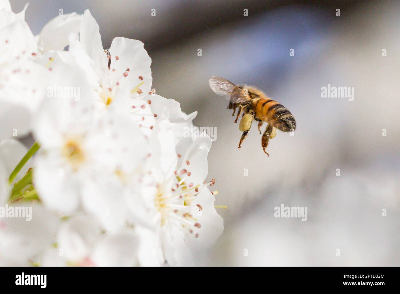 Honeybee polline raccolto dalla fioritura Tree germogli. Foto Stock