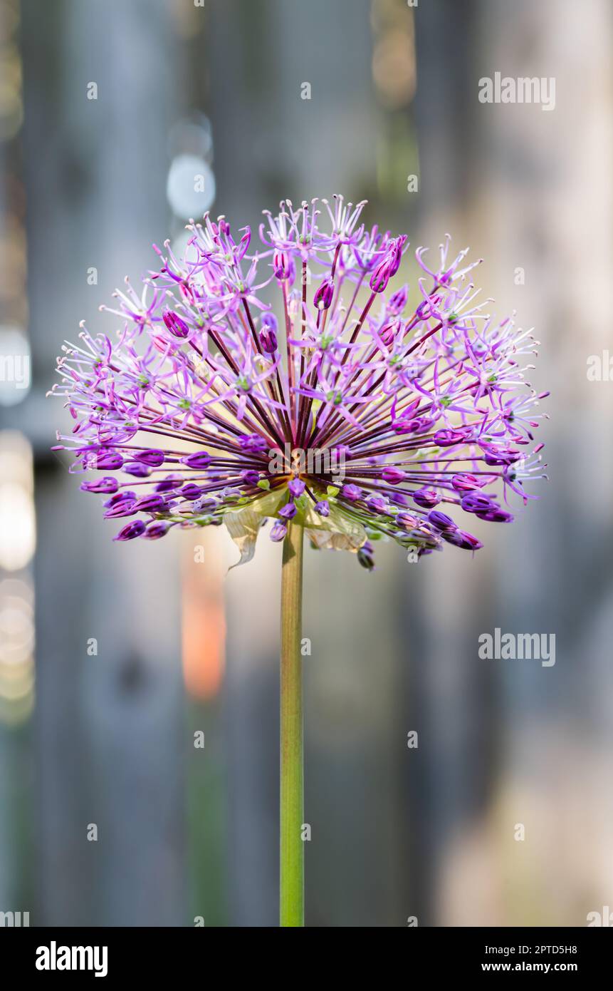 Primo piano di un fiore di allio viola Foto Stock