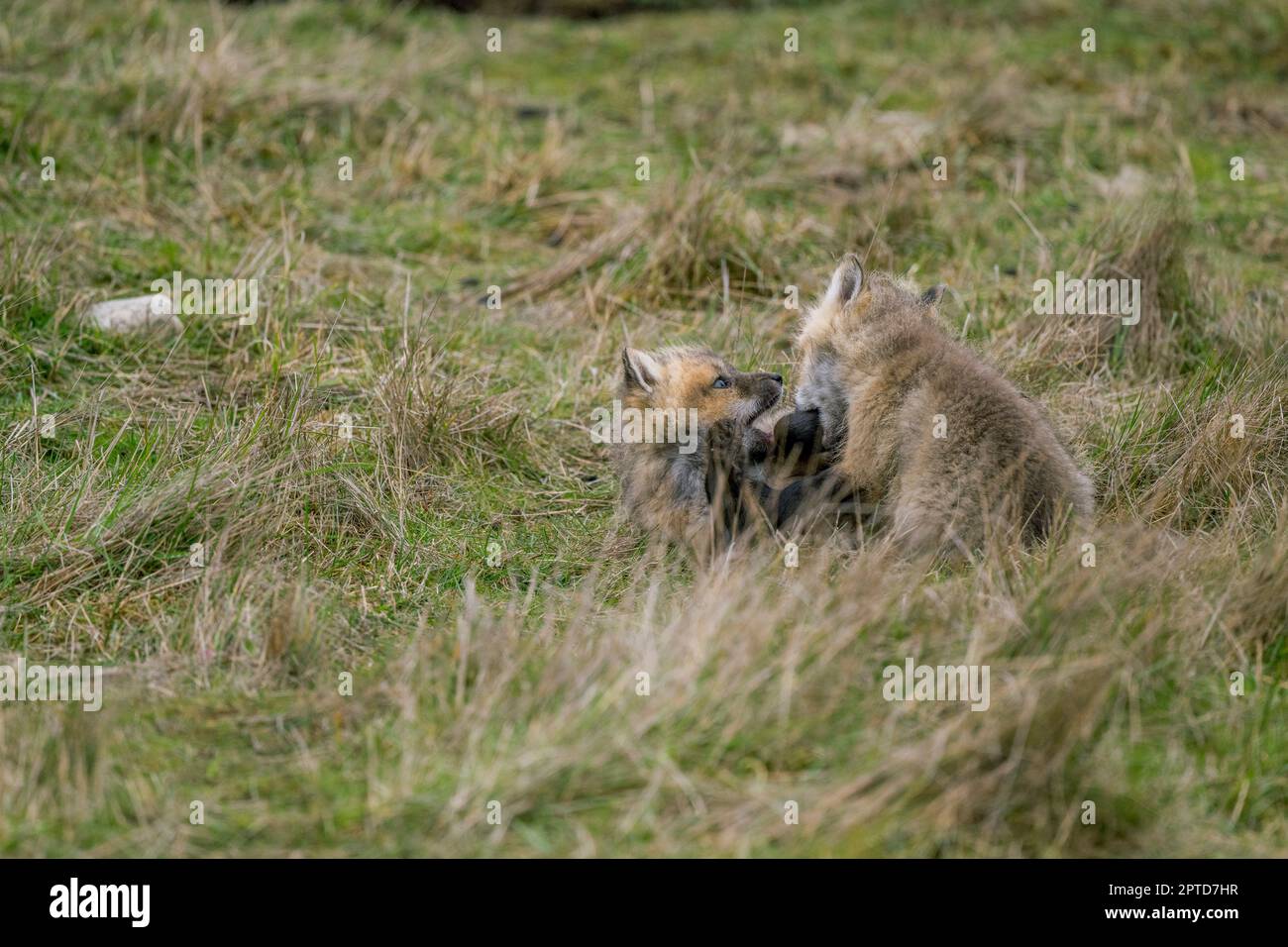 Cuccioli di volpe rossa (vulpes) (kit) che giocano nella zona della tana all'American Camp (San Juan Island National Historical Park) sull'isola di San Juan, nel San Foto Stock