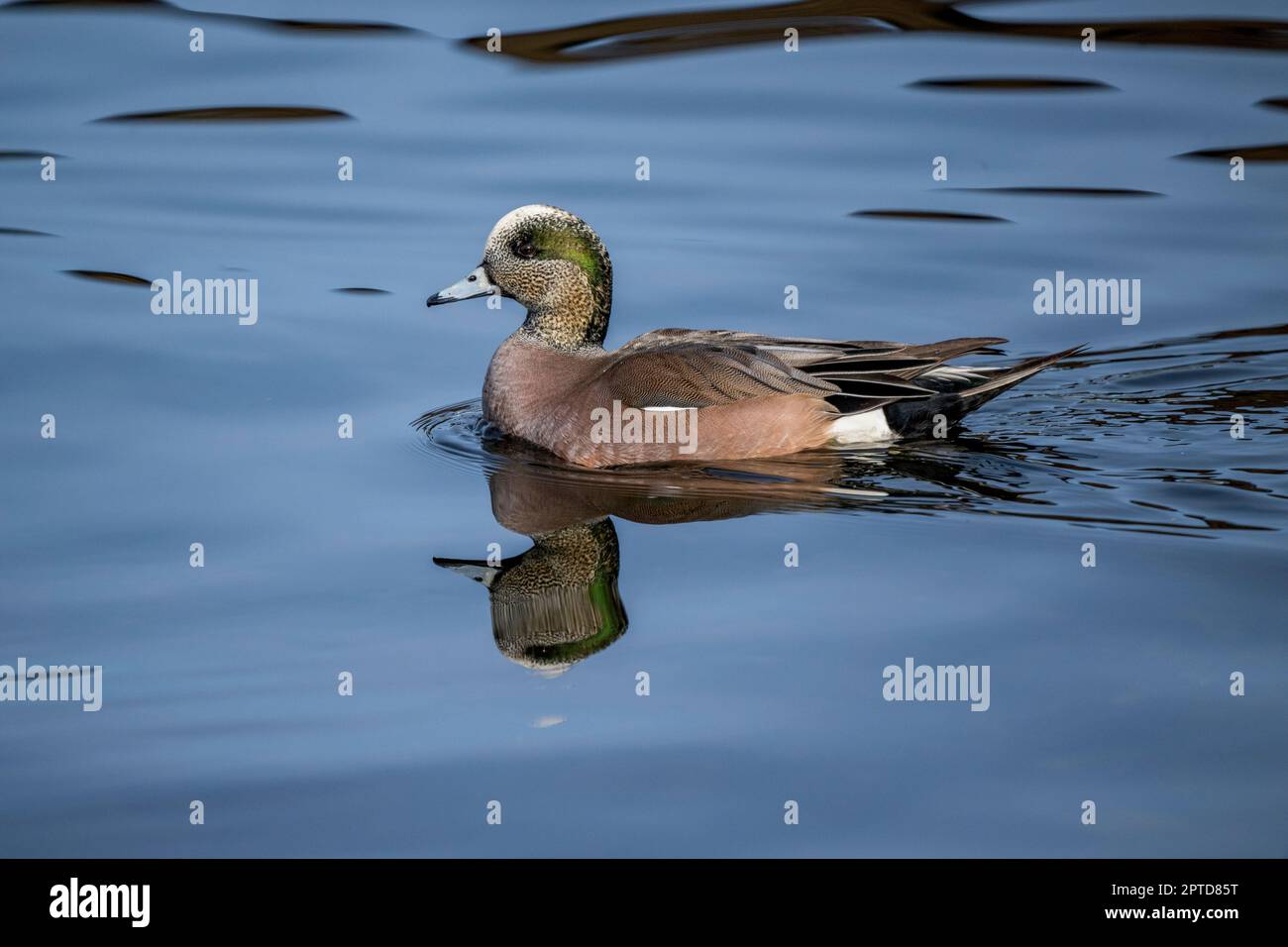 Un drake (maschio) americano Wigeon (Mareca americanaon) nuoto sul lago Washington in Kirkland, Stato di Washington, Stati Uniti. Foto Stock