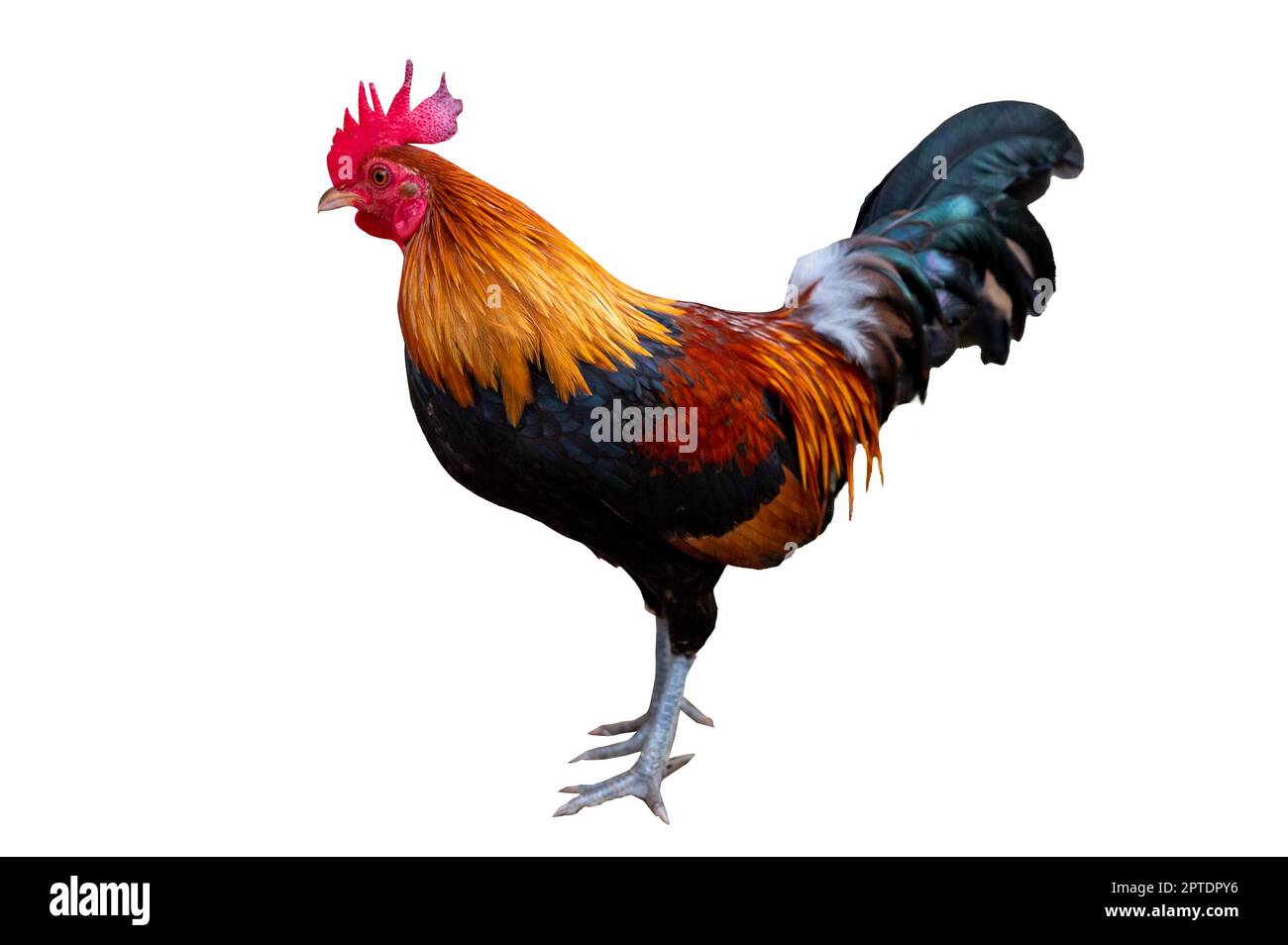 Bantam maschio su sfondo bianco, isolato Foto Stock