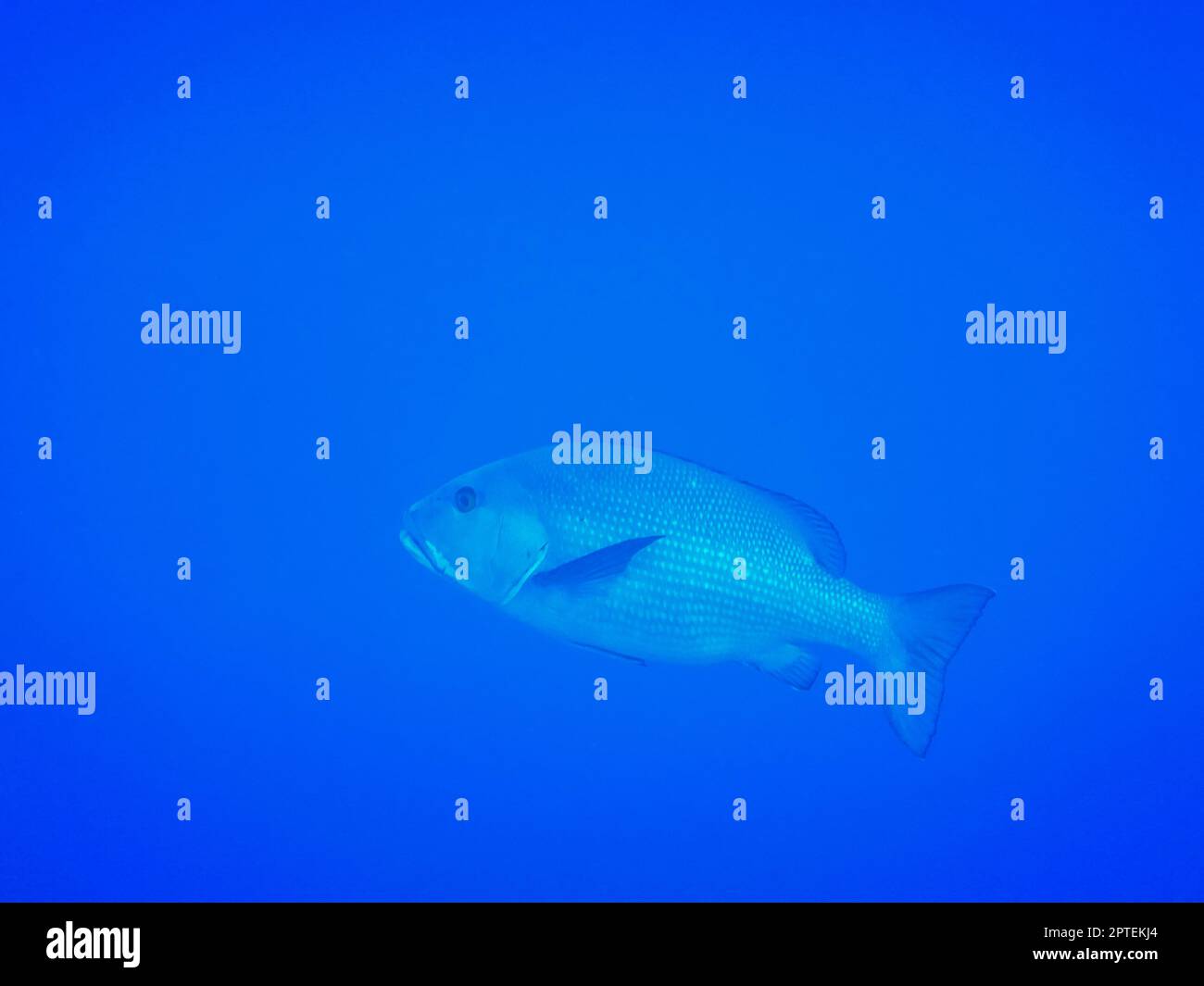 singolo grande pesce dentice comune in acqua blu da vista laterale egitto Foto Stock