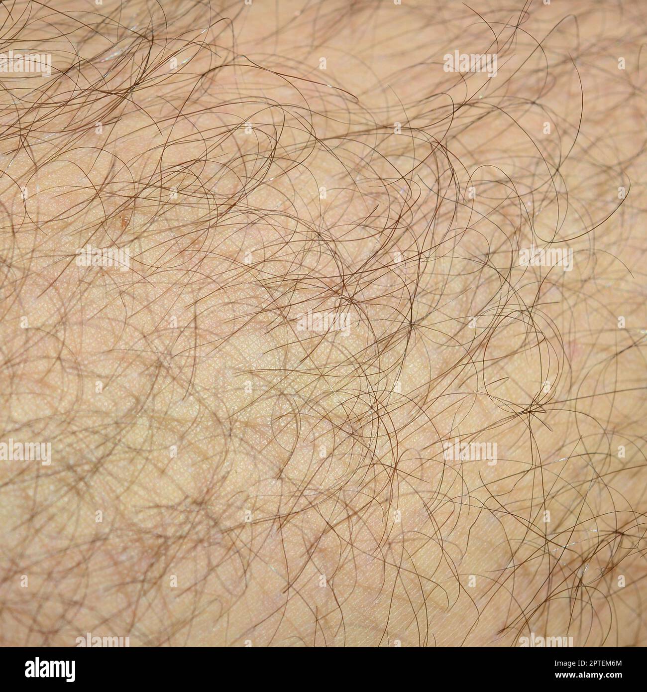 Primo piano dettaglio della pelle umana con i capelli. Mans gamba pelosa Foto Stock