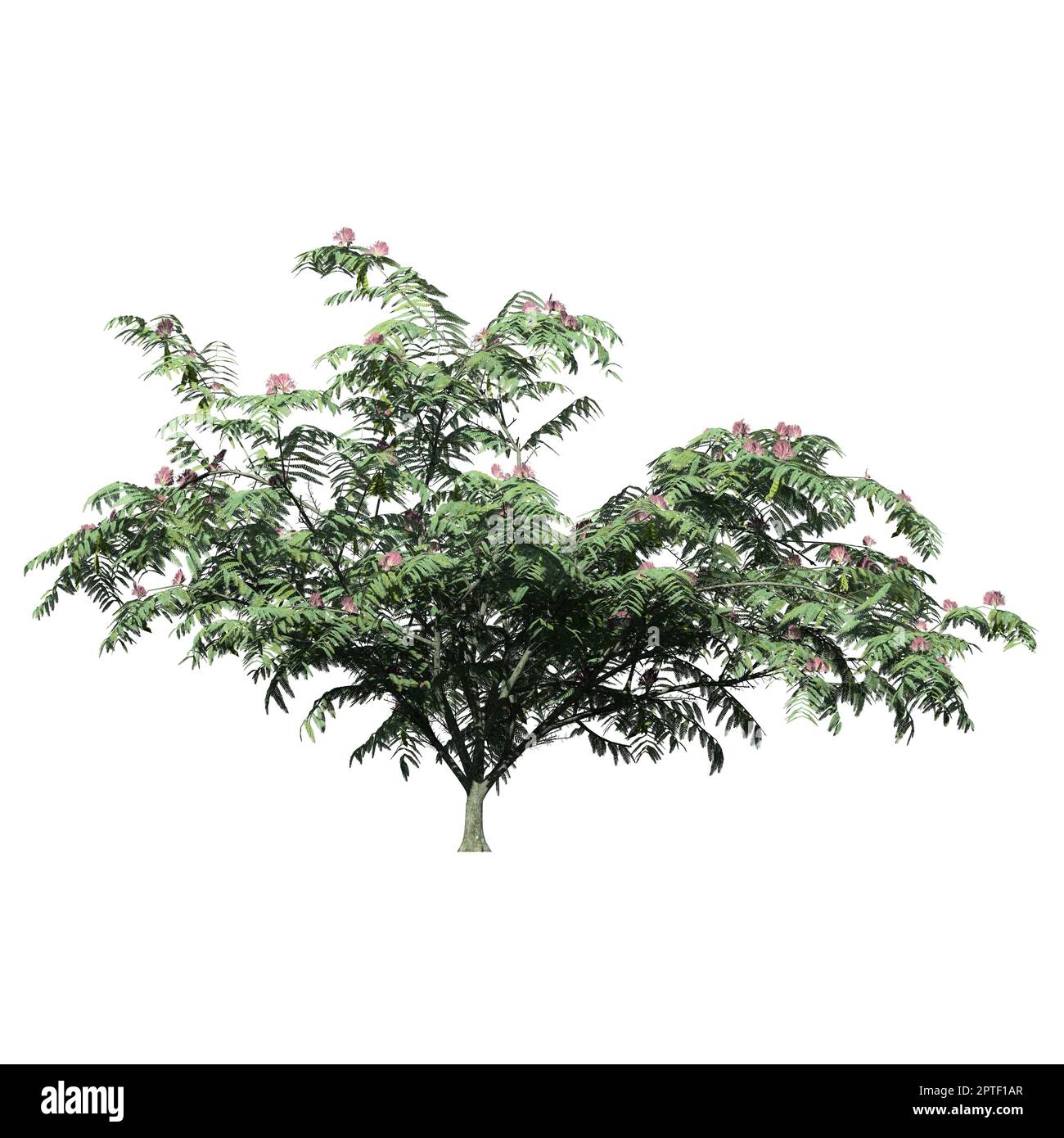 Mimosa Tree isolato su sfondo bianco vista frontale Foto Stock