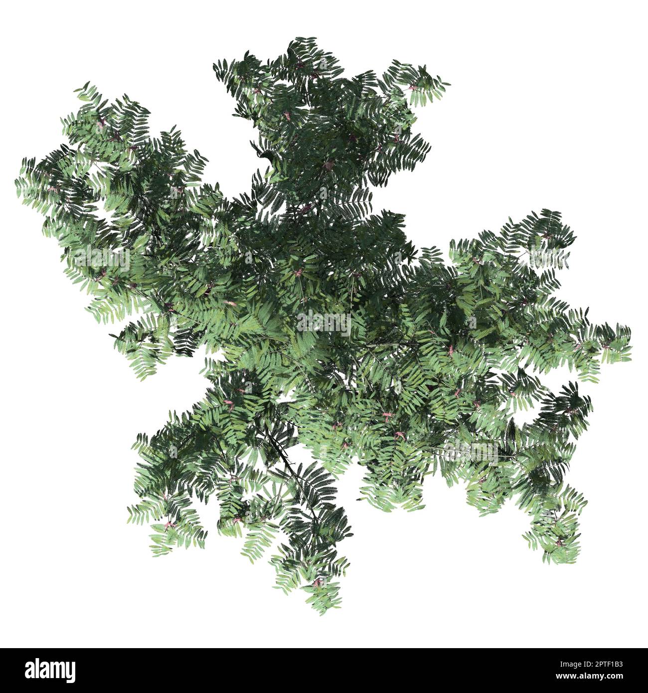 Mimosa Tree isolato su sfondo bianco vista frontale Foto Stock