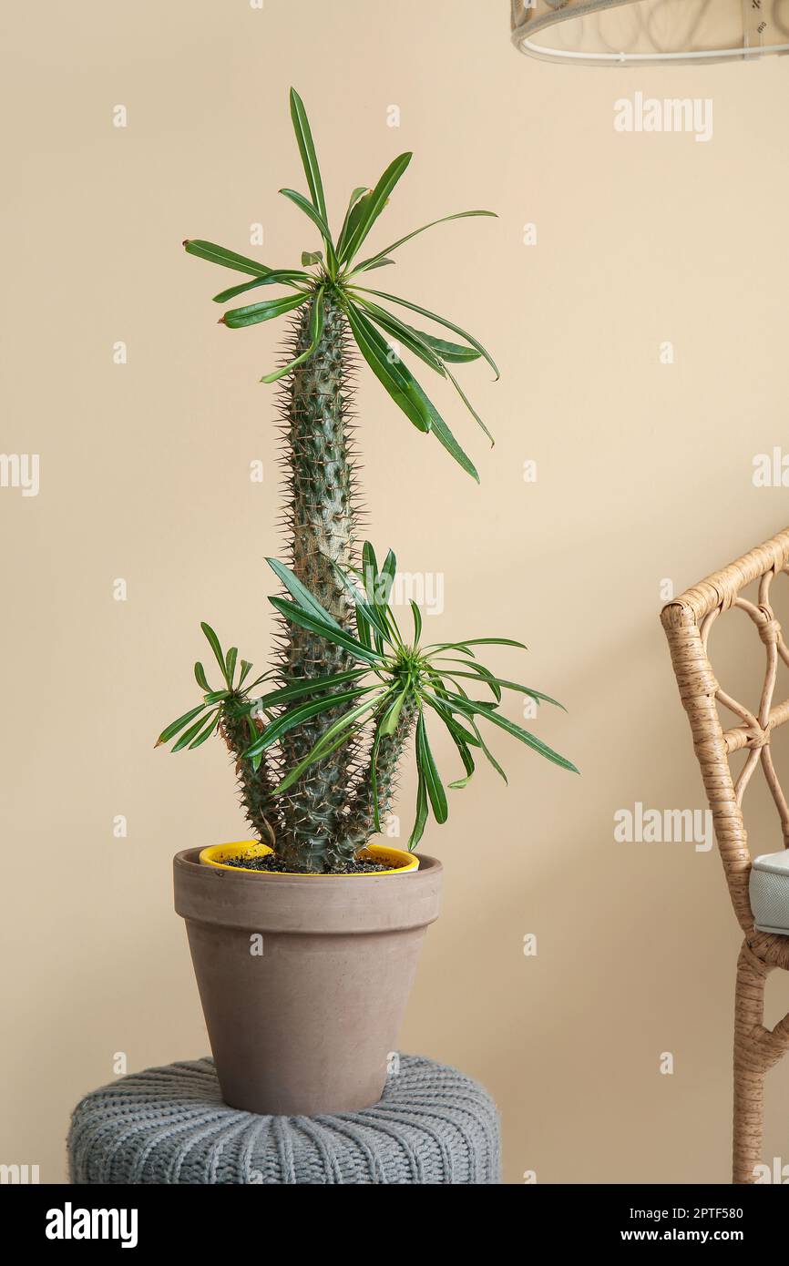 Cactus grande in vaso su pouf vicino parete beige Foto stock - Alamy