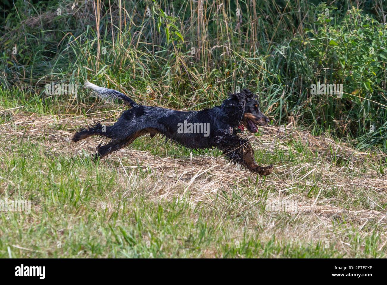 cane cucciolo bagnato spaniel che corre su un prato Foto Stock
