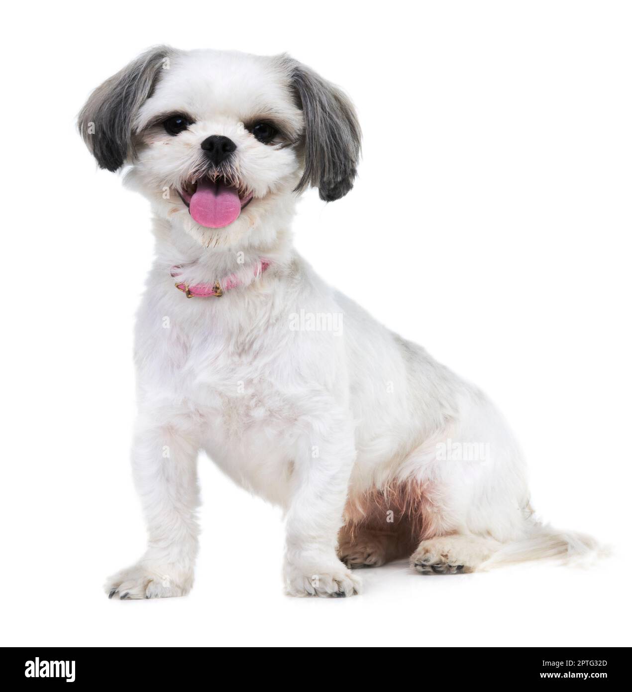 Un canino sgarbato e affascinante. Studio di un adorabile cucciolo lhasa apso isolato su bianco Foto Stock